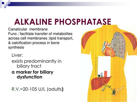 alkali fosfatase normal
