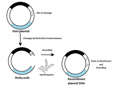 Alkaline phosphatase level (ALP)