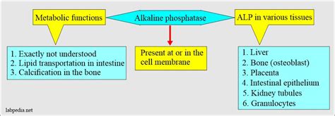 Unlocking Alkaline Phosphatase Function: A Key to Optimal Health