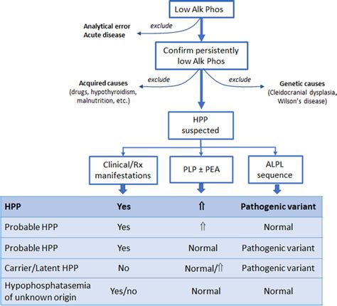 What Does Alkaline Phosphatase Low Mean and How to Address It Naturally