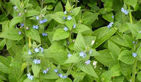 Alkanet Green (Pentaglottis Sempervirens) Green