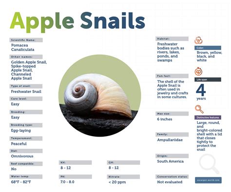 All About Apple Snails