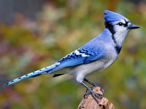 all about birds blue jay