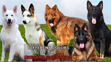 all about german shepherd