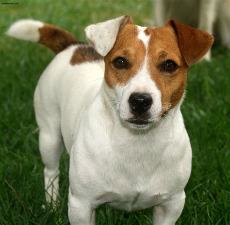 all about jack russell terrier