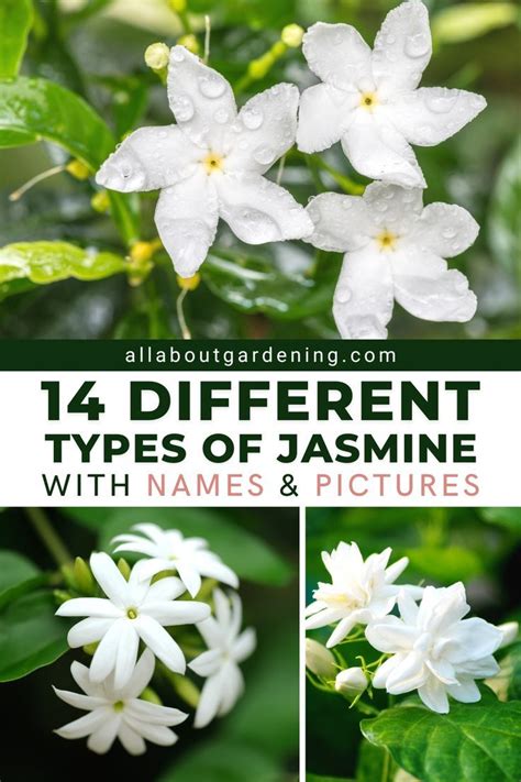 all about jasmine