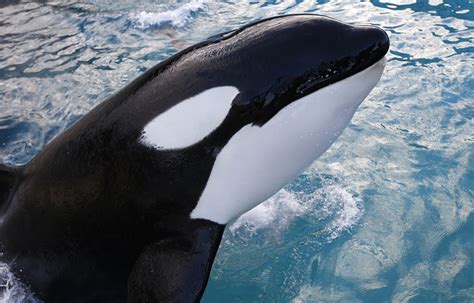all about killer whales