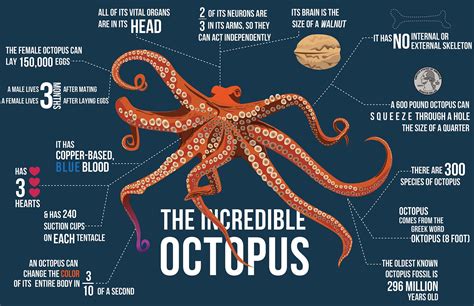 Everything You Need To Know About Octopuses: A Deep Dive Into Their Secrets