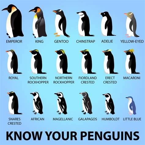 The Definitive Guide To Everything About Penguins