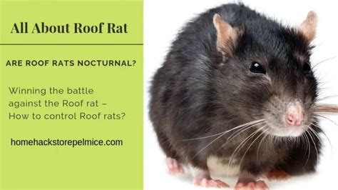 all about roof rats