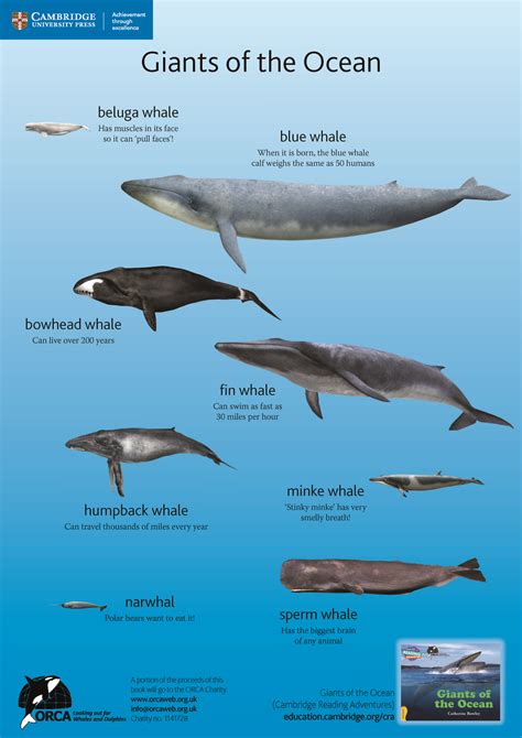 all about whales facts