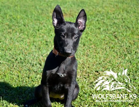 all black belgian malinois puppy for sale