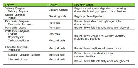 All Digestive Enzymes And Their Functions