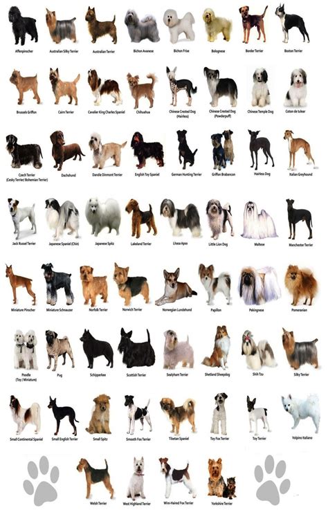 all dog breeds with pictures