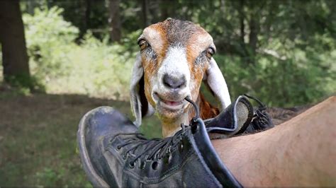 all goats do not eat sneakers