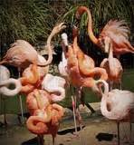 all of flamingos myths