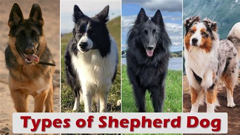all shepherd dog