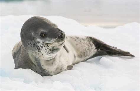 all the animals in antarctica