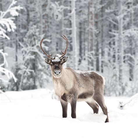 all the information about reindeer
