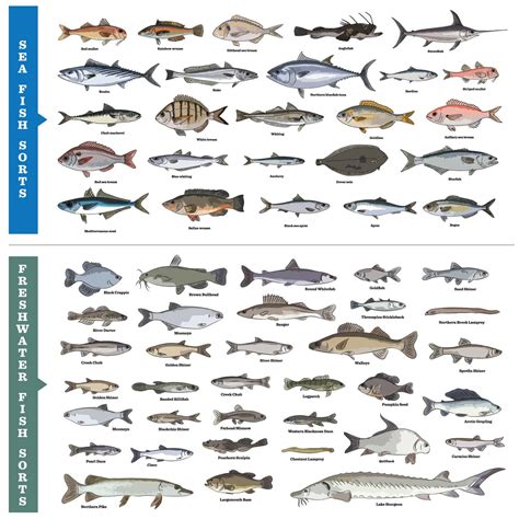 A Quick Guide To All Types Of Fish At Home