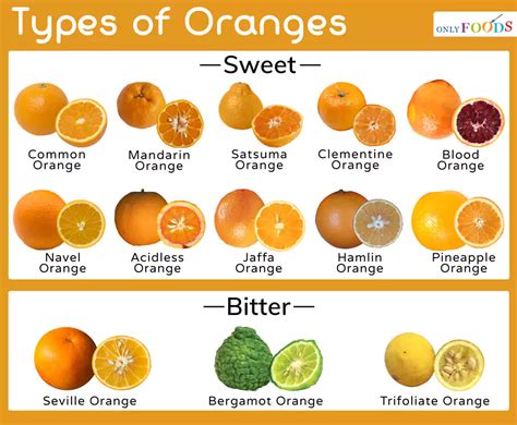 A Guide To All Types Of Oranges And Their Unique Flavors