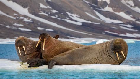 all walruses have facts about their habitat