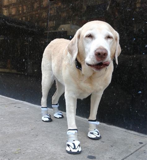 Alldogboots.com