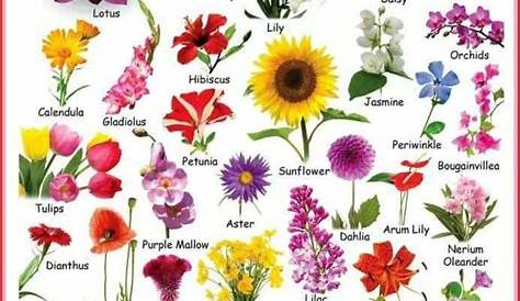 Types of Flowers: List of 50+ Popular Flowers Names in English