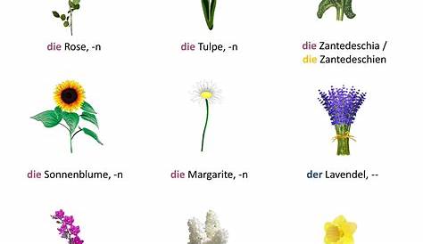 Deutsch lernen Wortschatz "Blumen" | Deutsch lernen, Deutsche wörter