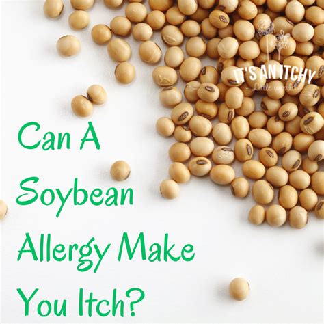 Allergy To Soya Bean