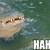 alligator laughing funny animated gifs