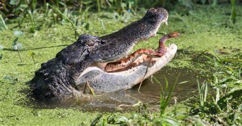 alligator eating a snake