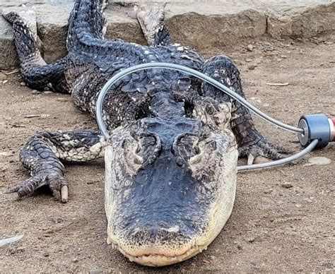 alligator found in new york