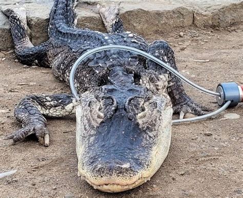 alligator found in nyc