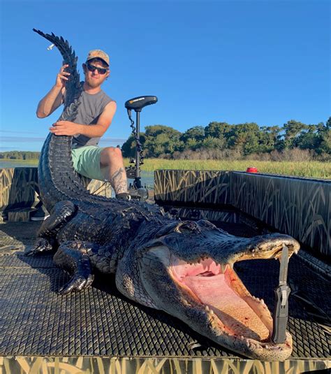 Alligator Hunting Okeechobee