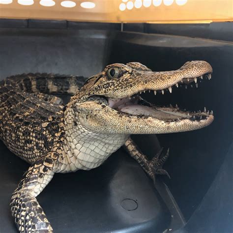alligator in new york