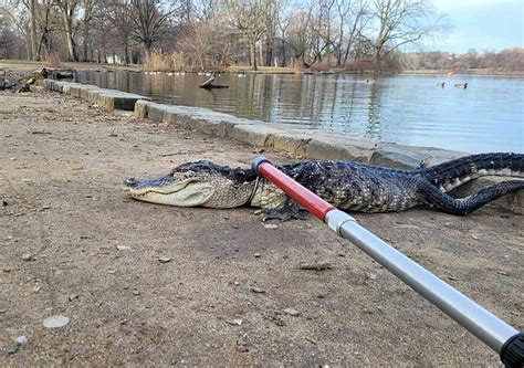 alligator in new york city