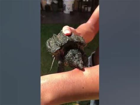 alligator snapping turtle bite mark