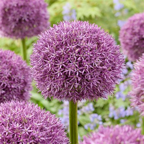Allium Globemaster Bulbs Amazon