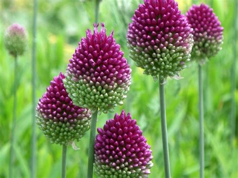 Allium Purple Drumstick