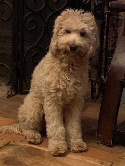 Allspice Labradoodles