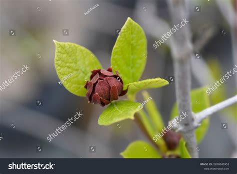 Allspice Latin Name
