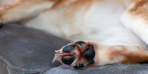 Feifeiyo Camas para Perros Washable Fluffy Dog Bed Cat Cave Donuts