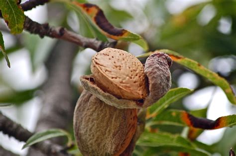Almond In Shell On Tree