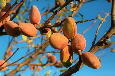 Manfaat Almond untuk Kesehatan Mata