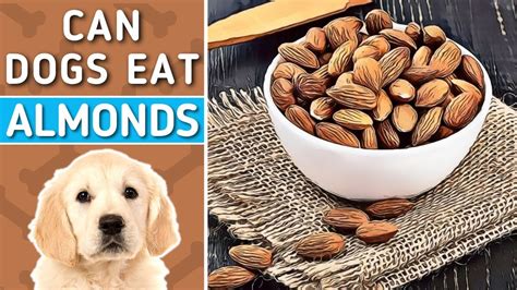 Almonds Dogs Kidney