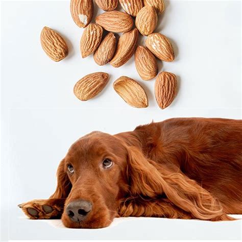 Almonds For Dog Ok