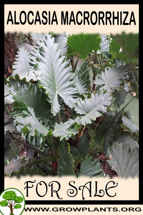 alocasia macrorrhiza for sale