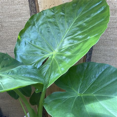 Learn to grow and care for Alocasia Amazonica. An amazing houseplant