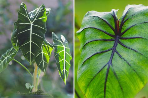 alocasia vs elephant ear